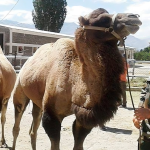 Army Soldier with a Camel
