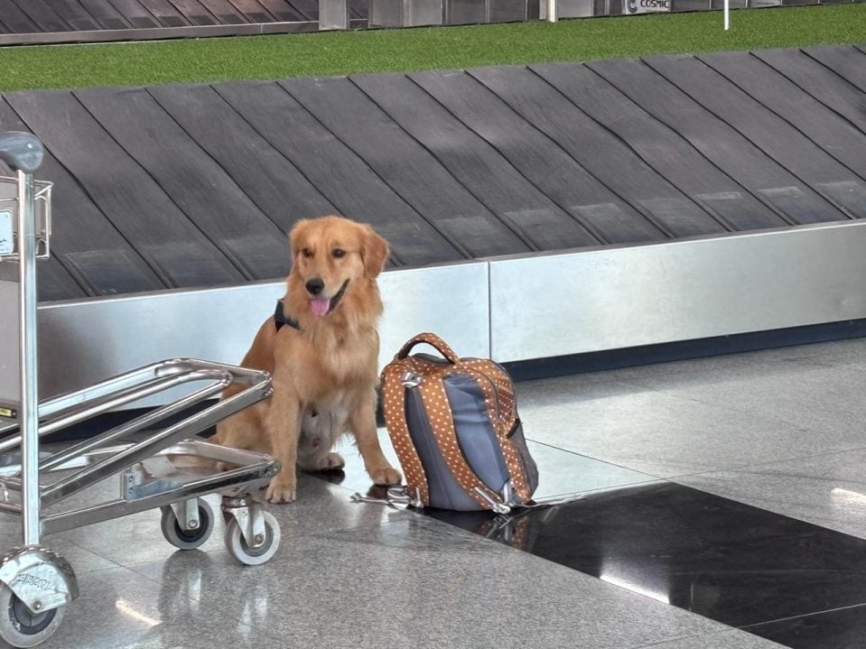 Dog Checking For Bombs