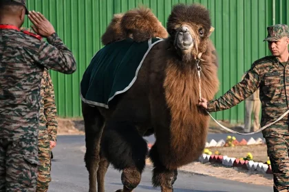 What Is a Bactrian Camel and Why Does the Indian Army Use It?