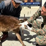 Indian Army Conducts Veterinary Camps 1 1
